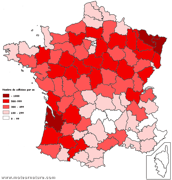 Accidents avec animaux sauvages